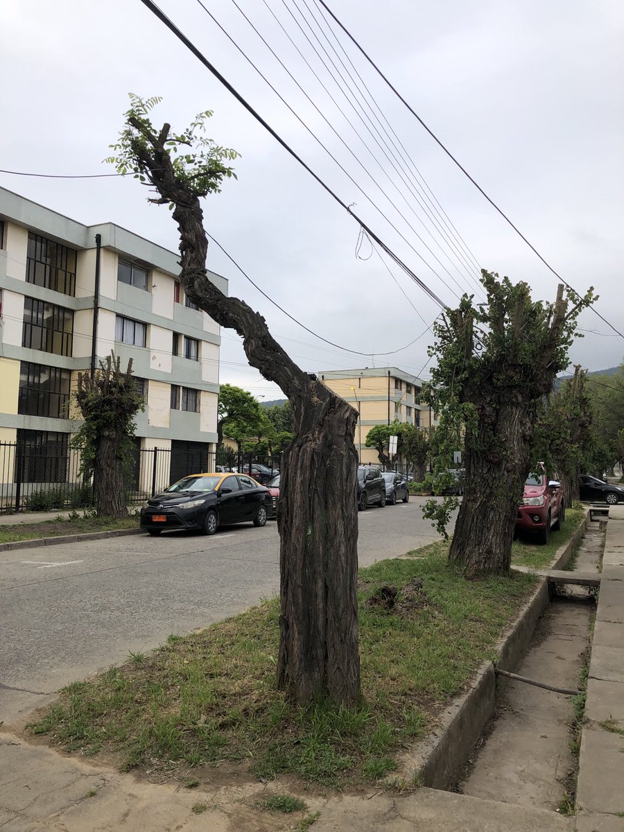 amoarbolurbano's tweet image. BONSAI 
(Limache, Chile)