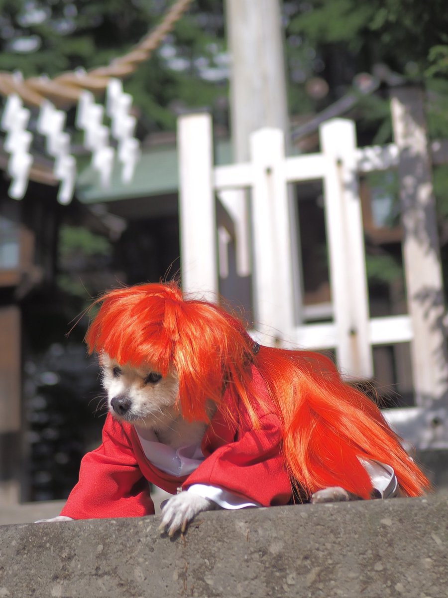 guru0314's tweet photo. 【cosplay】
るろうに剣心 -明治剣客浪漫譚-/ 緋村剣心

「拙者は今も昔も変わらぬでござるよ」

#アコスタ札幌
#アコスタ
#るろうに剣心 
#rurounikenshin https://t.co/OW9T0q85vJ