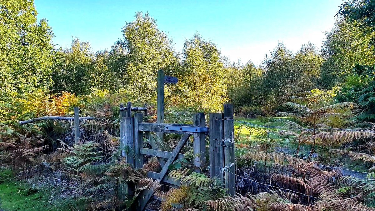 #FingerpostFriday
Autumn vibes this way ➡️
Fritton #Norfolk