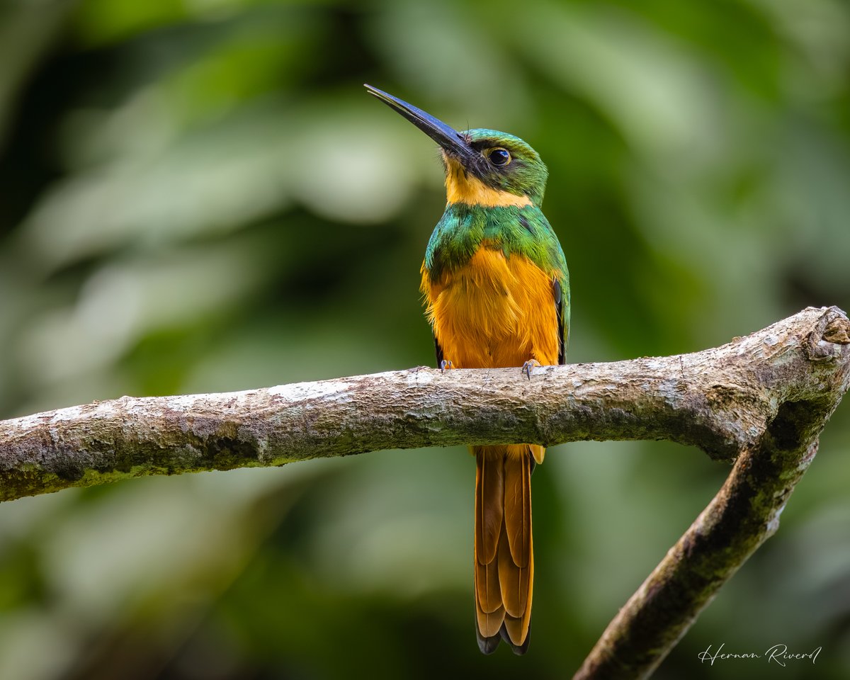 Hernan Riverol tweet media