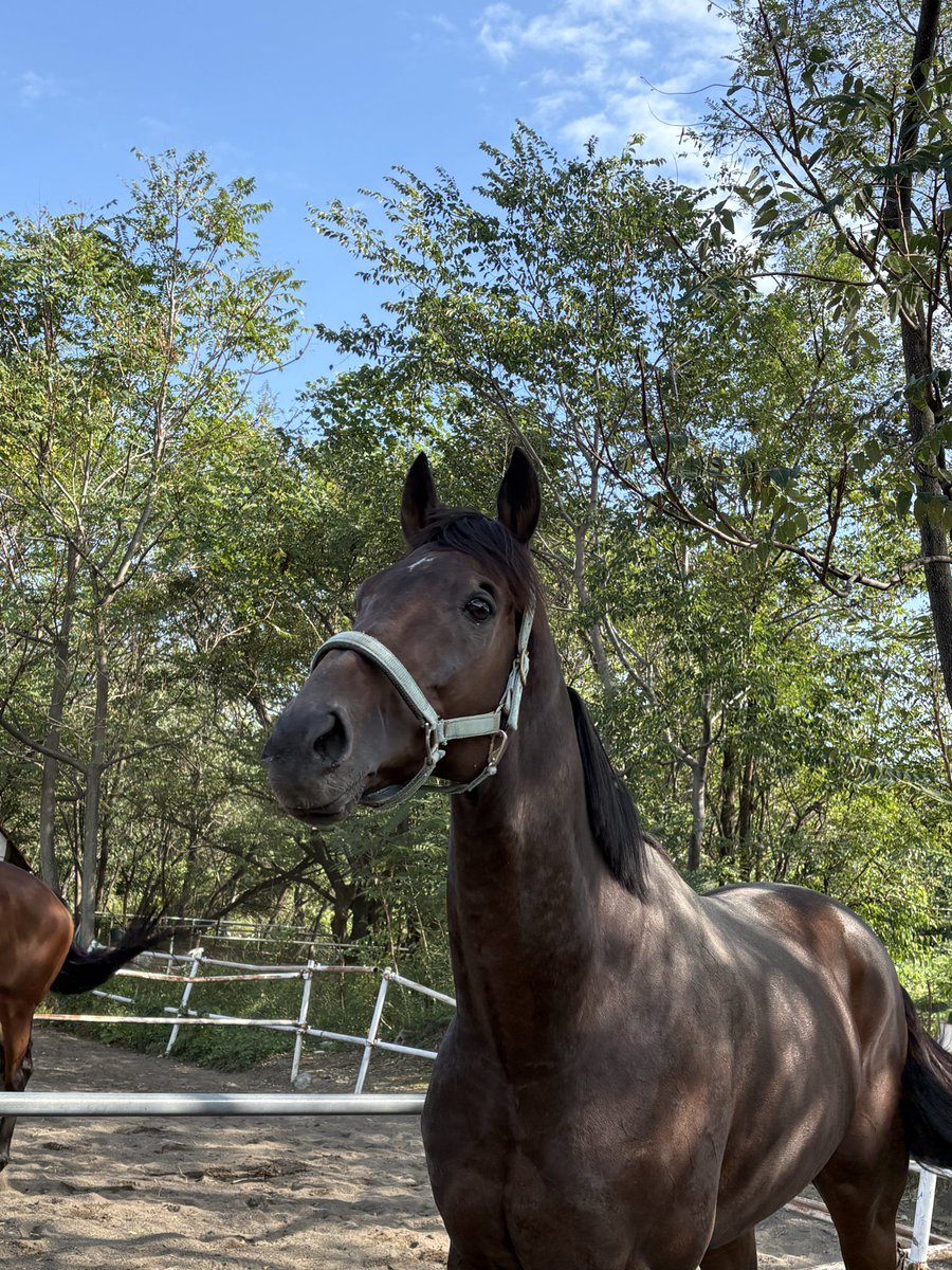 Akagi_RC's tweet photo. 競馬上がりたての新人くんが来ました~！
お名前は"フィードバック"くんです🐴
凄く人懐っこくて、初日からたくさん可愛がって貰いました🤭
 #赤城乗馬クラブ
 #フィードバック
 #サラブレッド
 #外乗
 #乗馬体験
 #観光乗馬
 #競走馬
 #引退競走馬
 #馬
 #乗馬好きな人と繋がりたい
 #乗馬
 #群馬観光 https://t.co/VFNeY4VLaZ