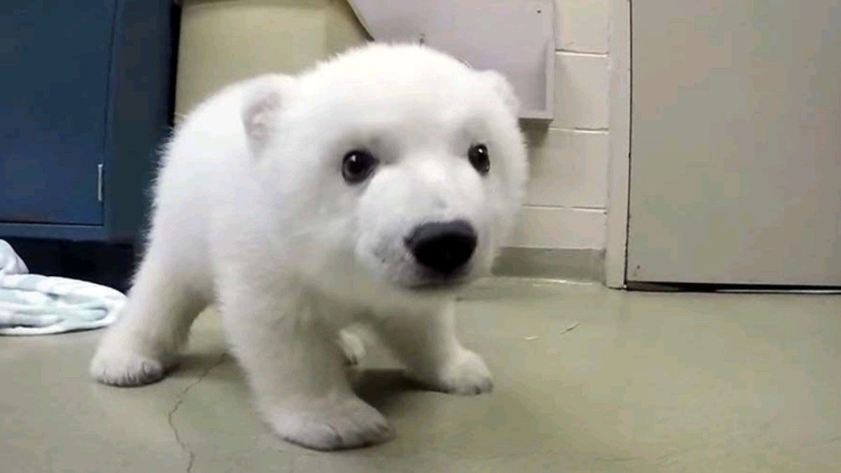 bearsdaily_'s tweet image. 