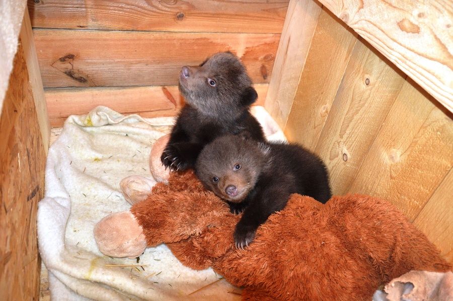 bearsdaily_'s tweet image. 