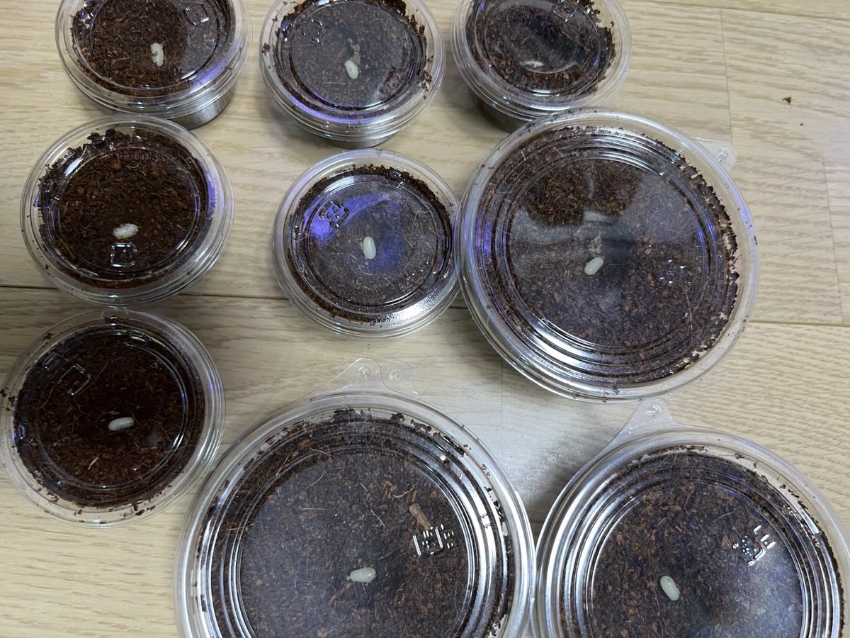 ホペイフリーク tweet media