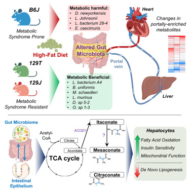 Cell_Metabolism's tweet image. Portal vein-enriched metabolites as intermediate regulators of the gut microbiome in insulin resistance dlvr.it/TNbWLh
