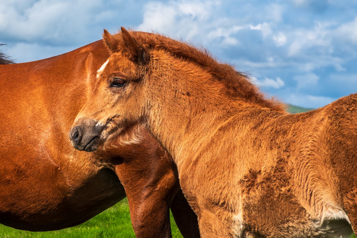slitoff's tweet image. Check out this photo I have for sale of an Icelandic horse foal in Iceland.  1-stuart-litoff.pixels.com/featured/icela…

#iceland #icelandic #icelandichorse #horse #equine #foal #motherandchild #family #animal #AnimalPhotography