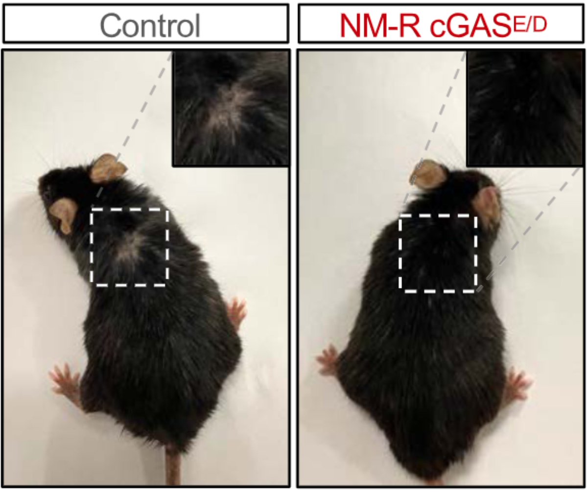 DrSamuelBHume's tweet image. Researchers took a DNA repair gene (cGAS) from the longest-living rodent (the naked mole rat) and put it in mice
This boosted DNA repair, lowered inflammation, reduced senescence, and slowed aging (less frailty and fewer grey hairs!)