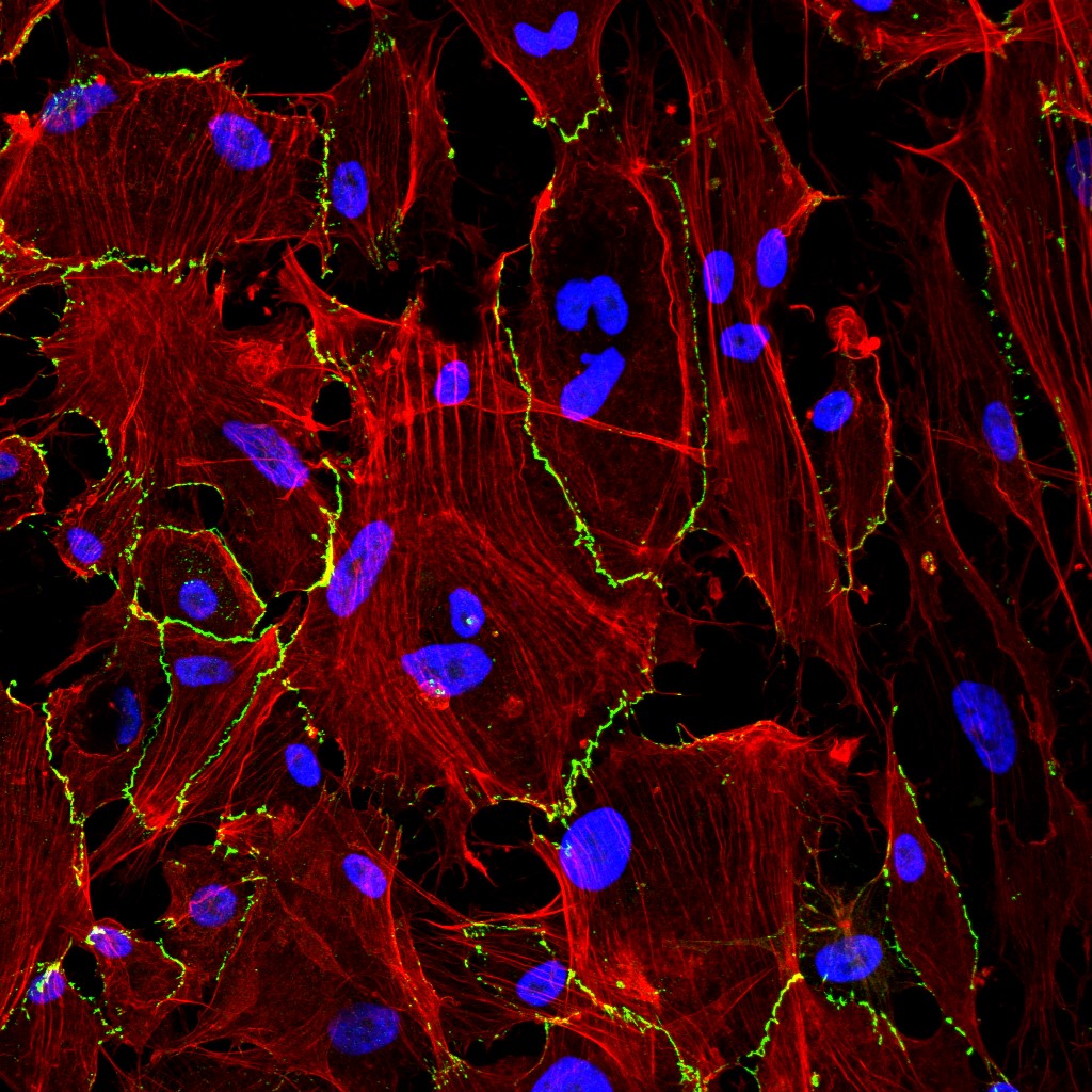 CSIC's tweet image. 🔬El #CSIC es el mayor organismo científico de España, con 124 institutos

👩‍🔬👨‍🔬 Sus equipos realizan investigación básica para ampliar las fronteras del conocimiento

🧵 En este hilo te contamos las noticias destacadas de esta #SemanaCSIC

➡️ f.mtr.cool/qmnfduaimm