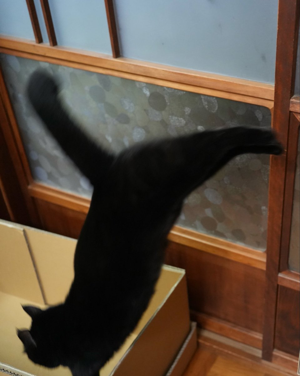 oreo_blackcat's tweet image. 飛び込み。
#猫 #黒猫