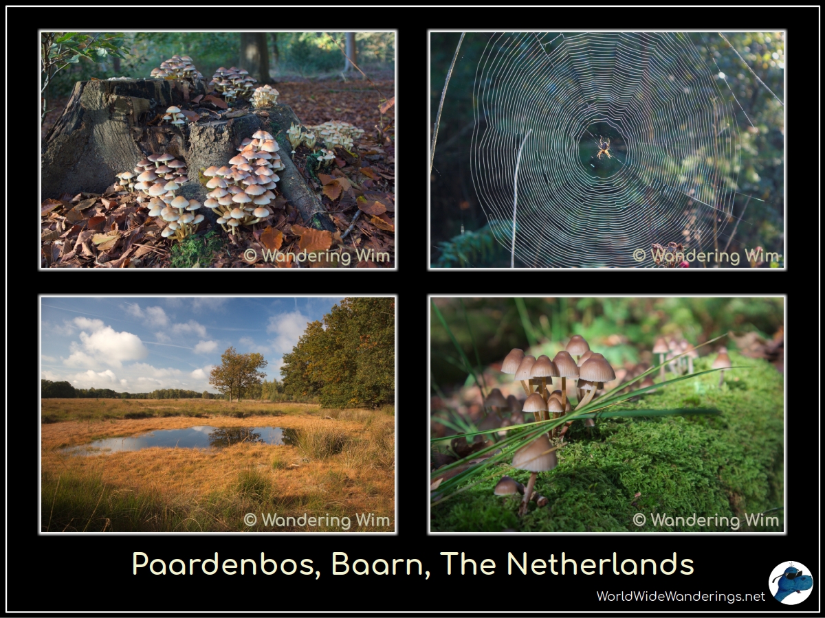 A nice morning walk through the forest. Still plenty of mushrooms! 🍄

More pics: worldwidewanderings.net/blog/2025/10/1…
