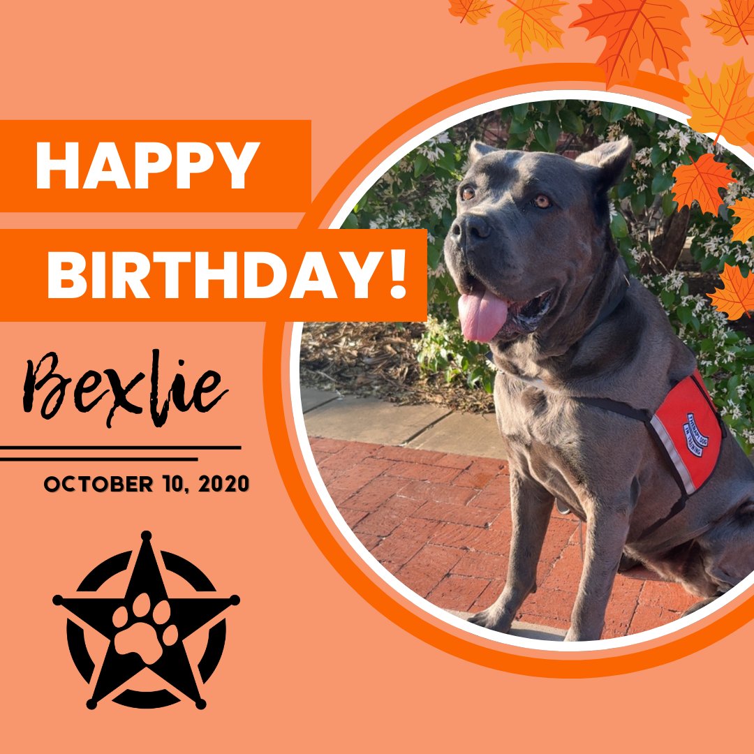 🥳🐾 Happy Birthday to our P3 pup, Bexlie! 💛 She’s bringing joy, tail wags, and smiles wherever she goes — and today we’re celebrating her! Drop a 🎉 or 🦴 in the comments to send Bexlie some birthday love!

#okstate #pettherapy