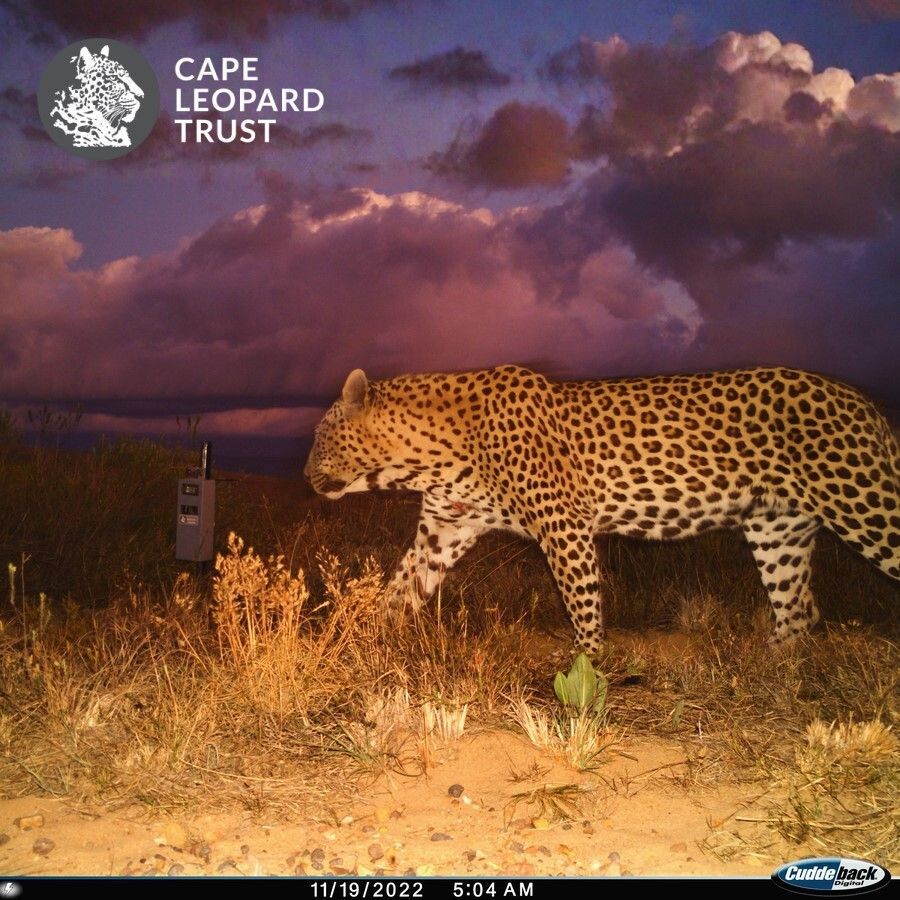 Cape Leopard Trust (CLT) tweet media