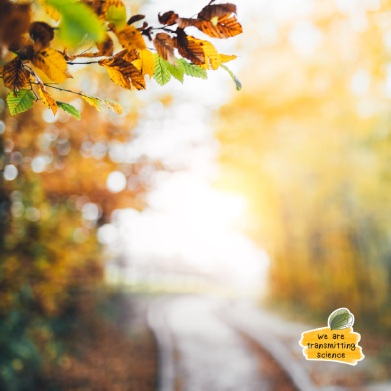 TransmitScience's tweet image. 🍁 Autumn walks sometimes feel like a natural reset. Crunching leaves underfoot, the cool air, and that fleeting moment when a thought clicks outside the lab or office.
How does stepping outside shape your thinking?

#WeareTransmittingScience #LifeInScience #AutumnVibes 🌿🍂