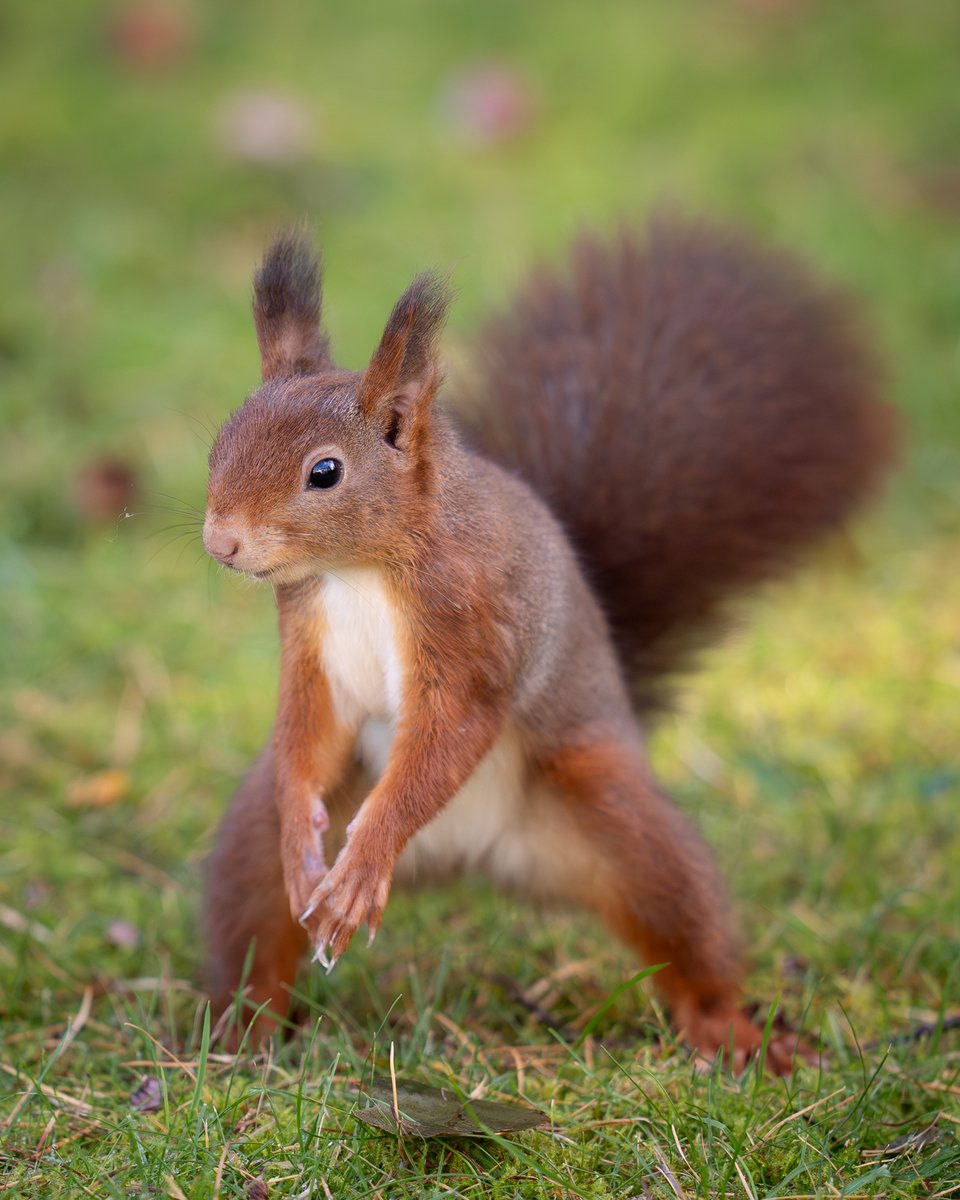 Sefton Coast Red Squirrels tweet media