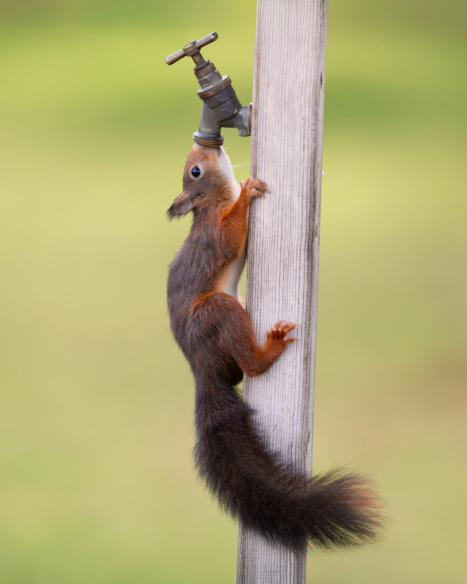 Sefton Coast Red Squirrels tweet media