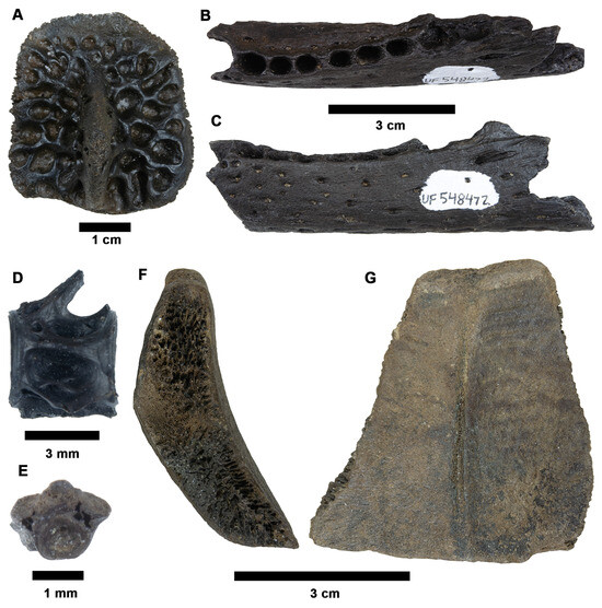FossilsMDPI's tweet image. 🦴 Must-read study! 🚨

📖 An Equus-Dominated Middle Pleistocene (Irvingtonian) Vertebrate Fauna from Northcentral Florida, USA

🔍 Read the full study here: brnw.ch/21wWvSZ

#Paleontology #Fossils #Pleistocene #Equus #Florida #VertebratePaleontology #Science