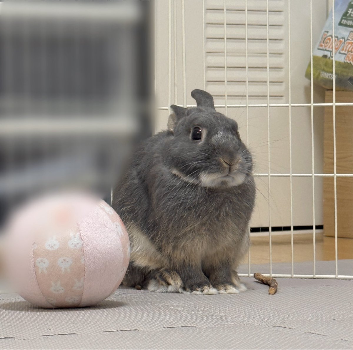 acala_rabbit's tweet image. ドスコイしてる