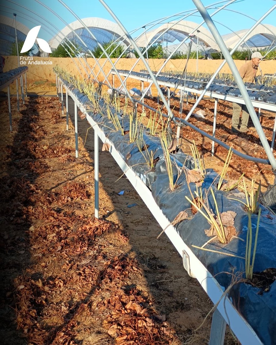 Hemos completado la siembra y colocación de las plantas de fresas en los campos de FRUTA DE ANDALUCÍA. Es una fase más en todos los pasos que llevamos completados desde el pasado verano para poder tener los primeros fresones de la nueva campaña a finales del mes de noviembre.