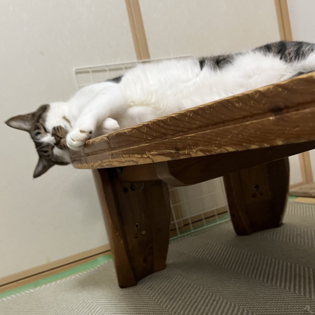 まだ暑いのよ
#ねこ #猫の顔に猫