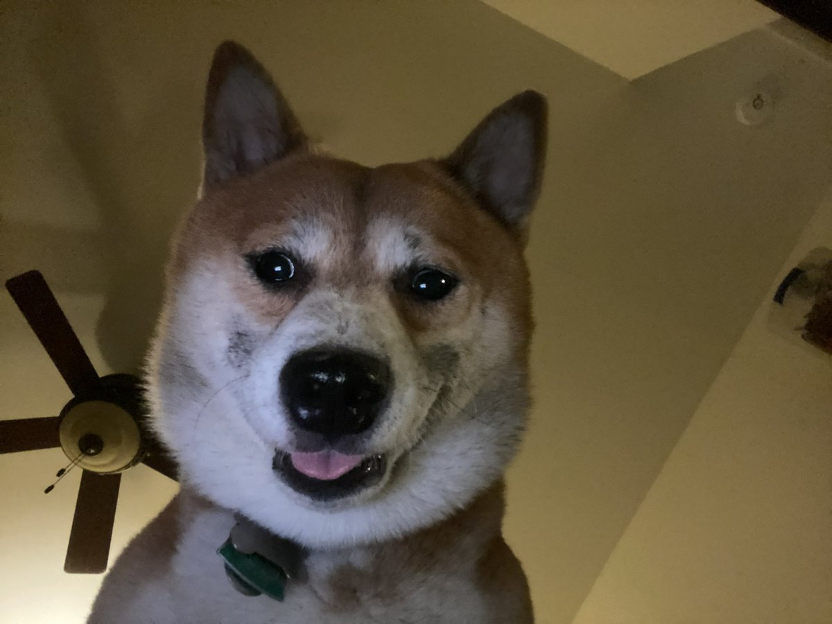 SmileyGnome tweet media