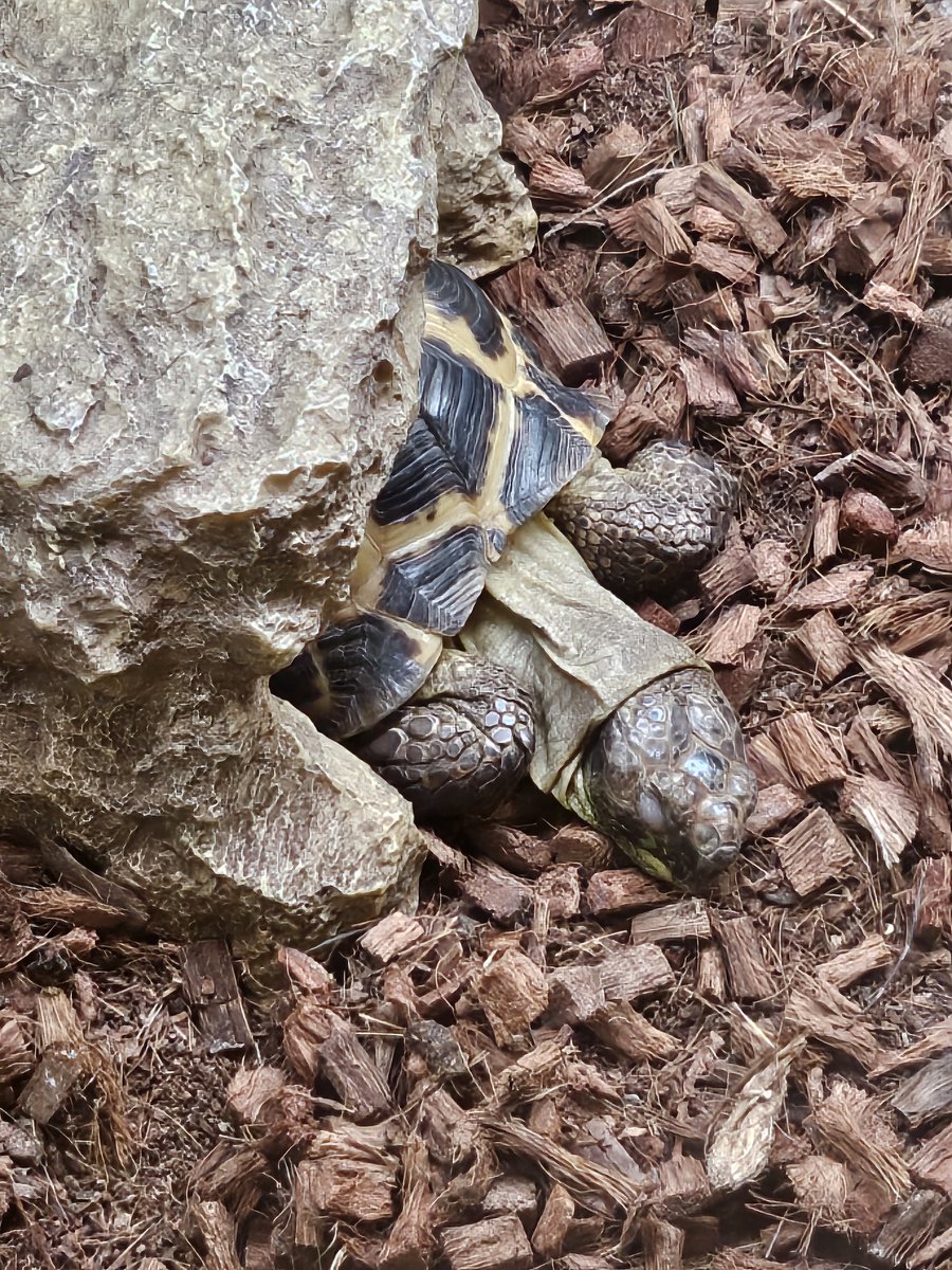 いつもお尻を出して寝てるからこんなくつろぎ姿を見せてもらって嬉しい♥️ケージの掃除したいけど起こしちゃうから明日やろ～