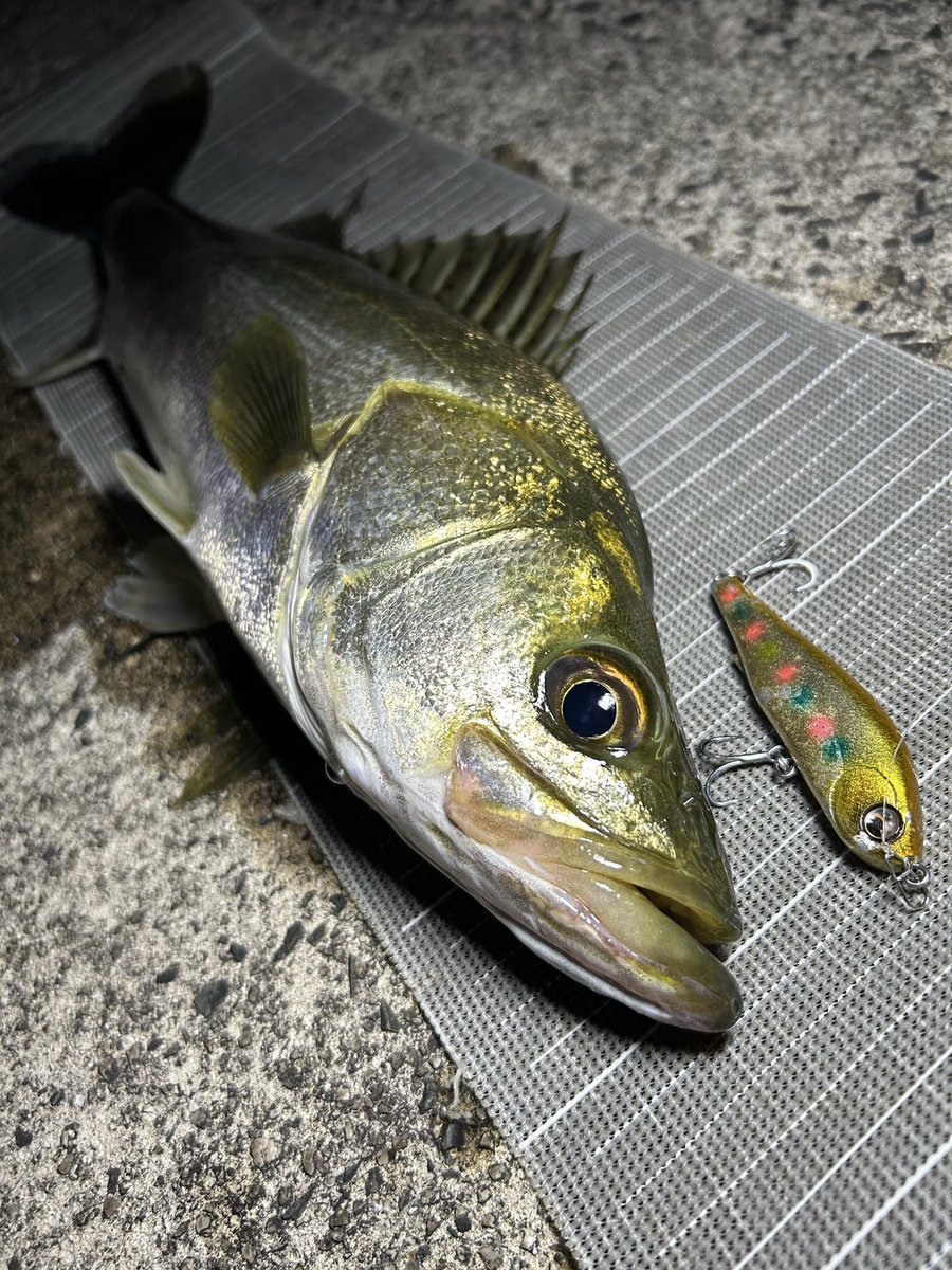 渓流最終日に鳥取で出逢った岡山の釣り師。朝から夕方までずっと一緒に釣りしながらお喋りしてて、お兄さんが松江でお店やってると聞いたのでお邪魔してきました。めちゃくちゃいいお店。ご縁が深すぎる。人との出逢いは素晴らしい。
ついでに松江のドブ川でシーバスも釣っておきました。
完璧な華金。