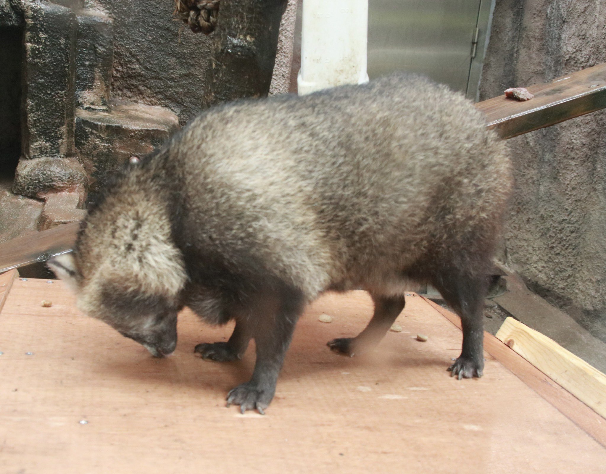 たぬきドッグ (@tanuk11nu) / X