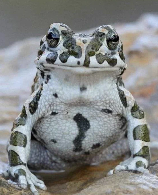 Image from The Frog Pond (@TheFrogPond_)