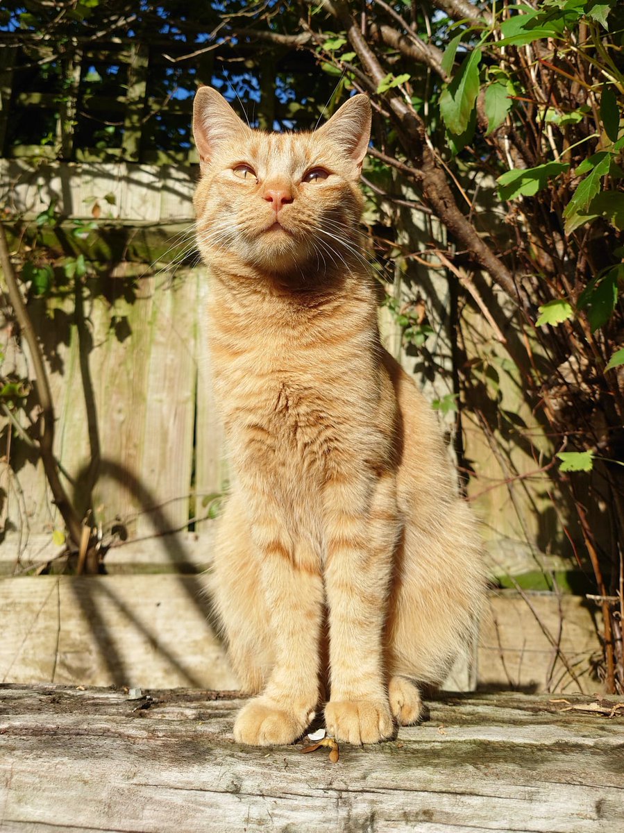 Barney being all cute this #caturday 💖