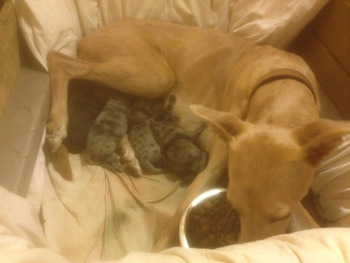 Ten years ago, in a cupboard below the stairs….
Happy birthday, Mist.