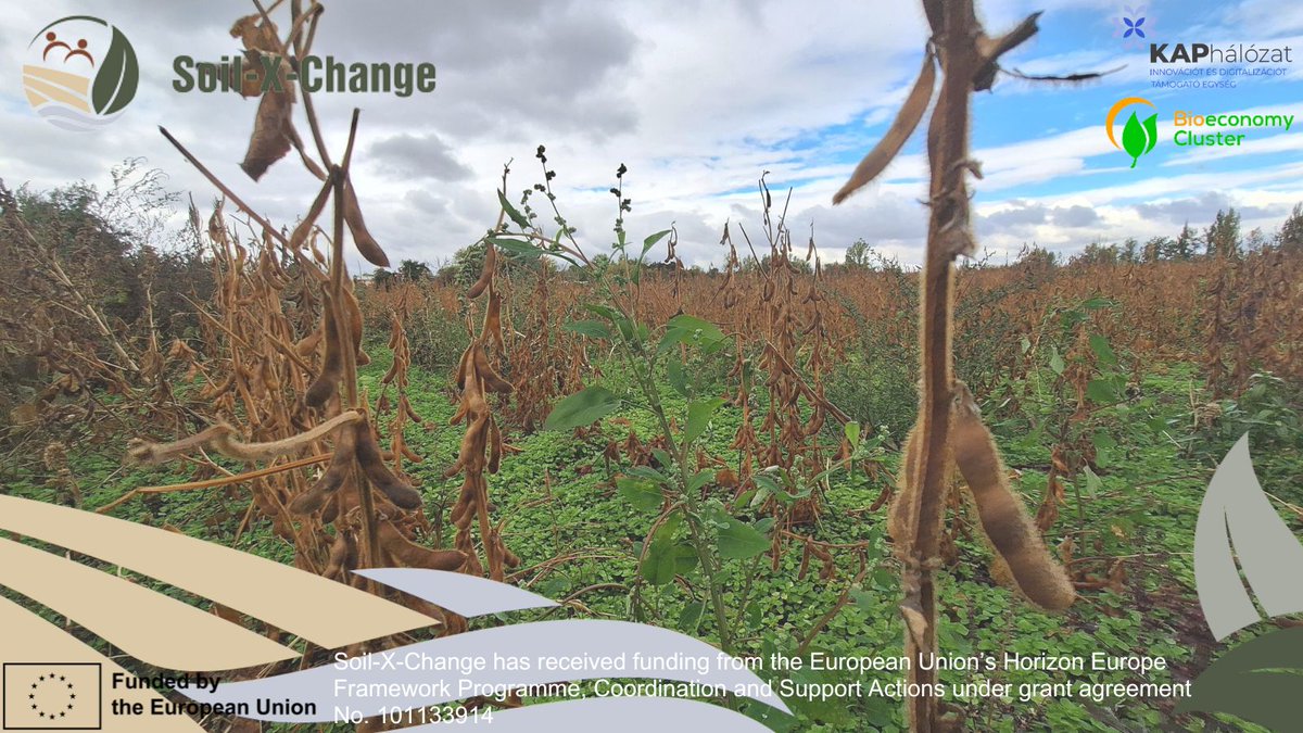 soilxchange's tweet image. 🌱 Successful Study Tour in Slovakia!
On Oct 7,  ITE, @BE_Cluster  &amp;amp; @SoilXChange explored regenerative &amp;amp; soil-friendly farming in Patince &amp;amp; Tvrdošovce — no-till, innovative sowing &amp;amp; organic poppy 🌾
🧑‍🌾 Farmers shared valuable lessons on building drought and market resilience.