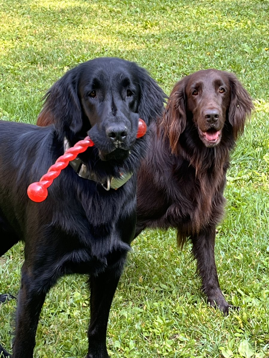 It be’s truly true! Sometimes Hazel lets me win! Okay, she says she lets me’s. But I’s is sure that my’s prowess and skillz is what wins the days. Hope yous all has a happy Friday!❤️🖤🤍🐾 #flatcoatfriday #surestanley #flatcoatedretrievers #stanley
