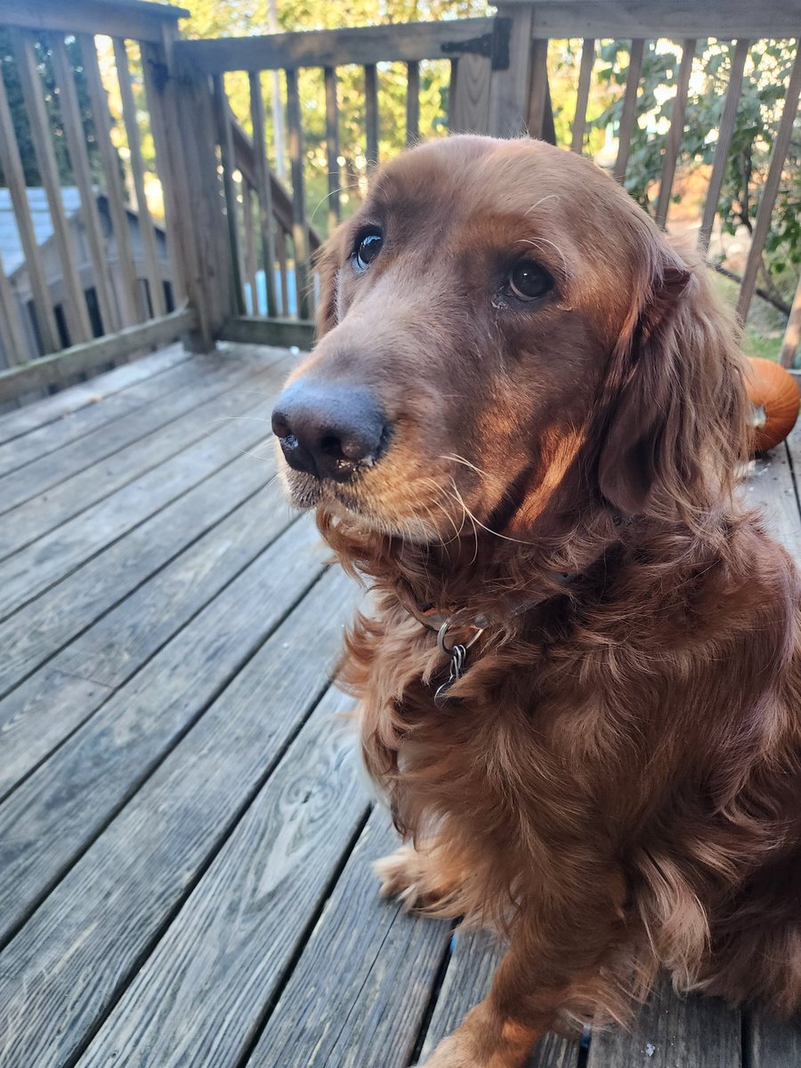 TatersTails's tweet image. Hello friends! Waffles wondering how it got cold so quickly. 😊 #dogsoftwitter #goldenretriever