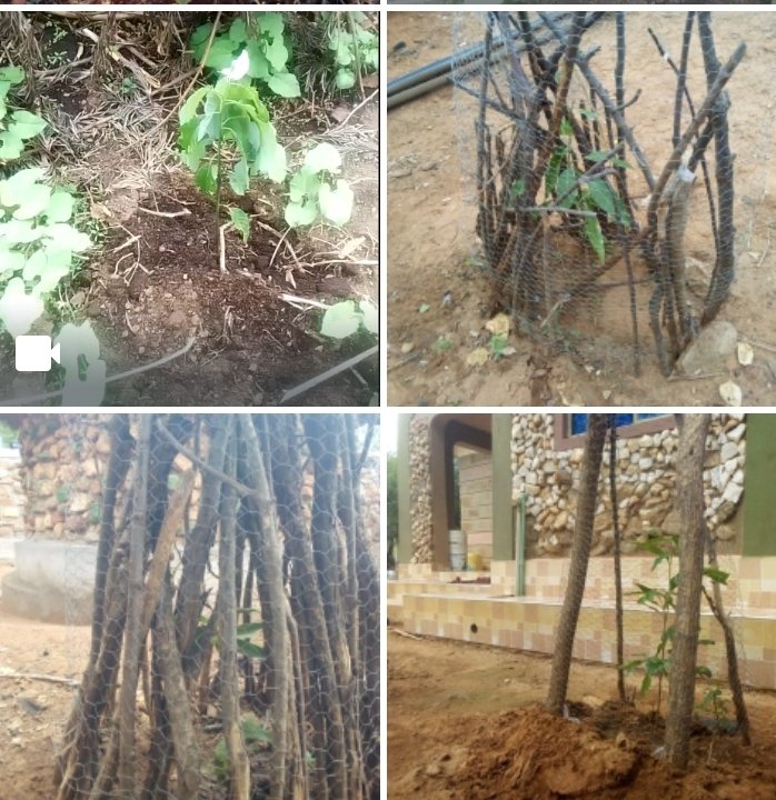 Dr Nyawira Mwangi tweet media