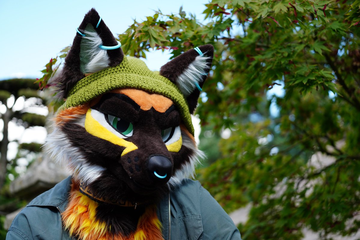 lucien_dn's tweet image. Enjoying that crisp autumn air 🦊🍃

#FursuitFriday