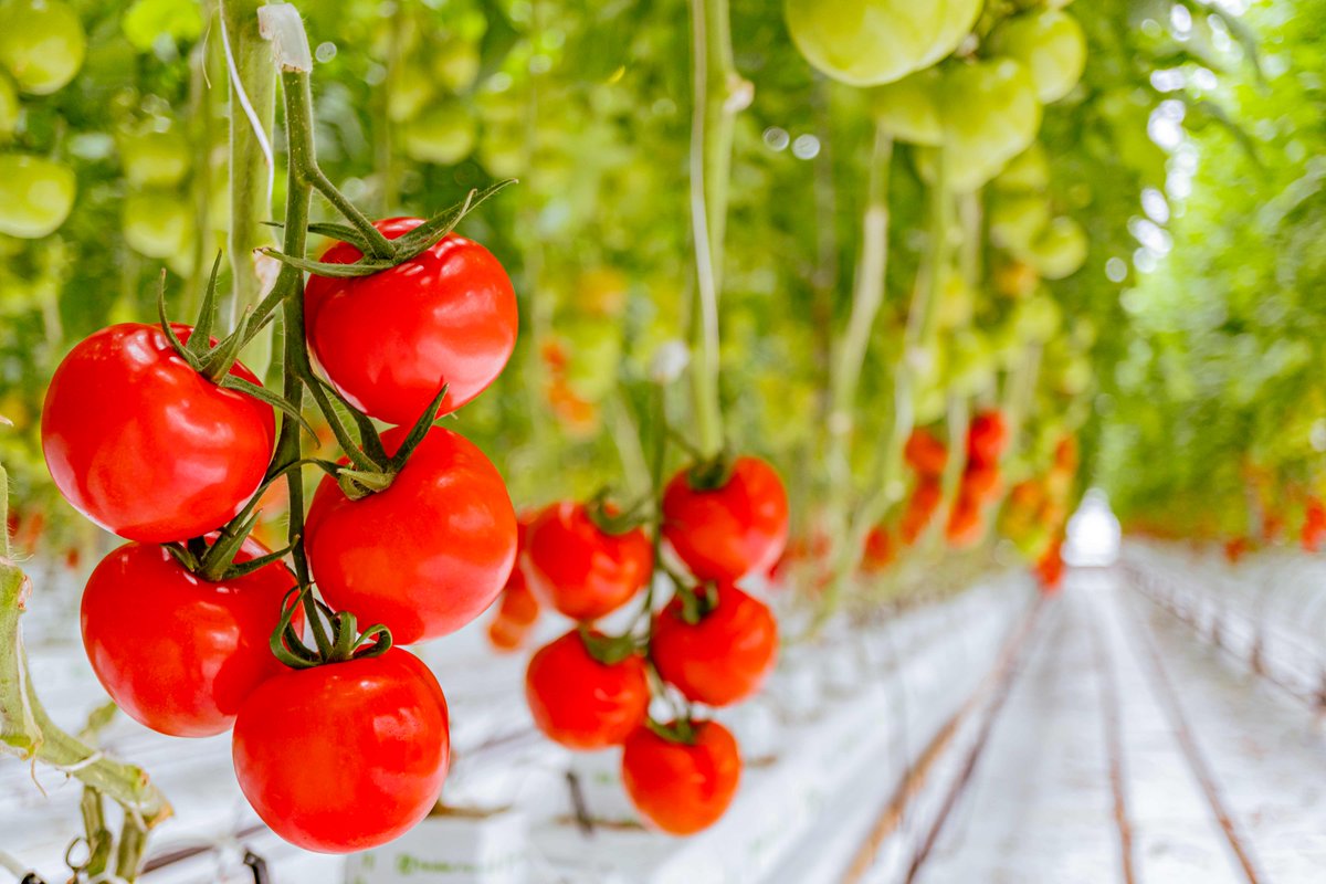 DelFrescoPure's tweet image. At Del Fresco Pure®, sustainability isn’t a trend — it’s a way of life. 🌱
Good for people, good for the planet. 💧