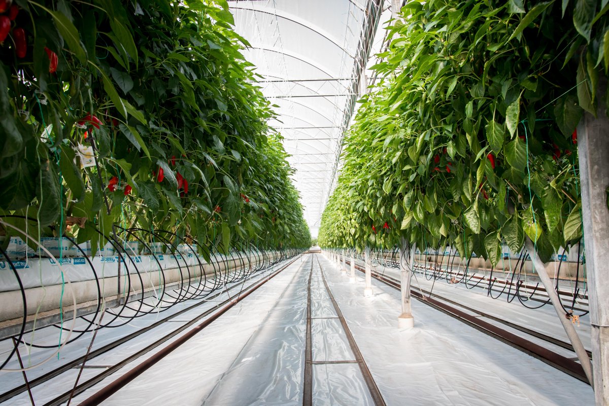 DelFrescoPure's tweet image. At Del Fresco Pure®, sustainability isn’t a trend — it’s a way of life. 🌱
Good for people, good for the planet. 💧