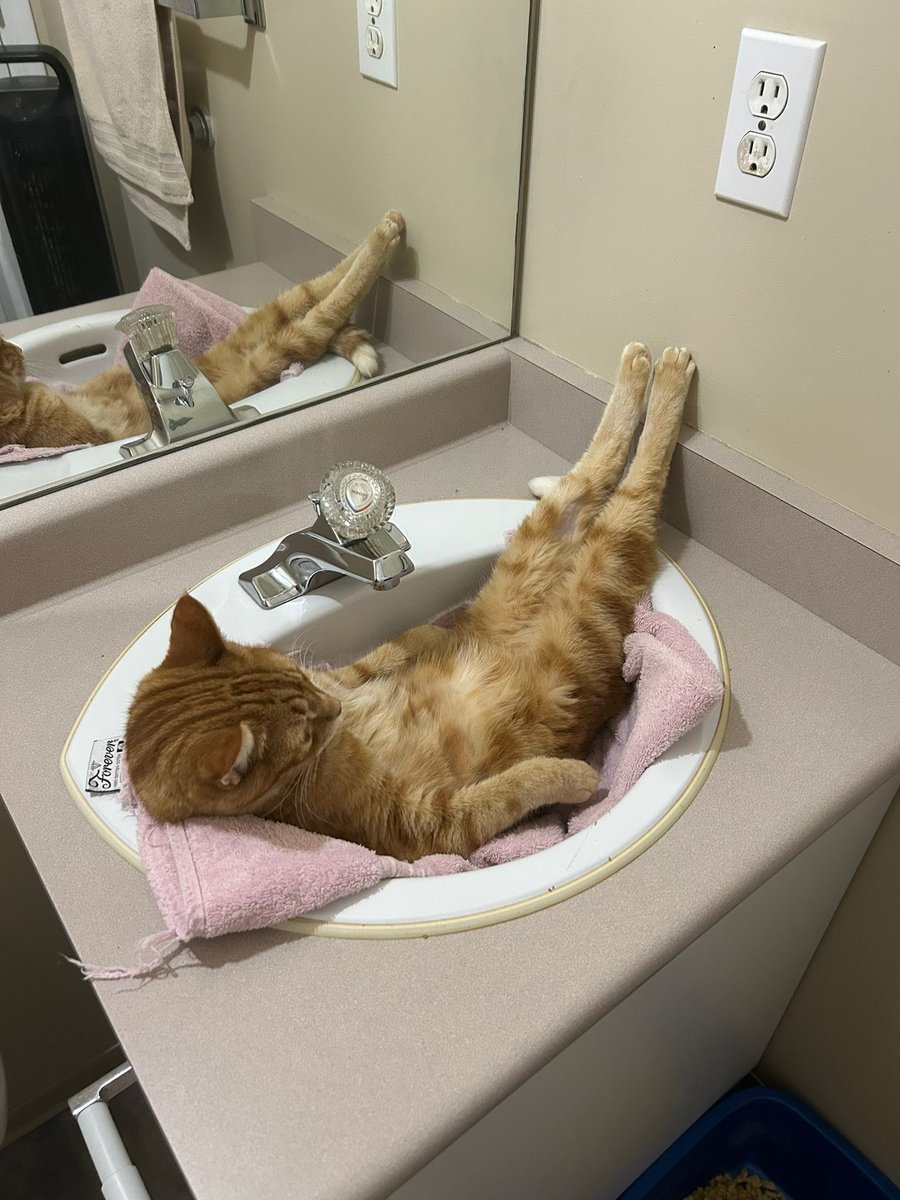 JoyfullCat's tweet image. 