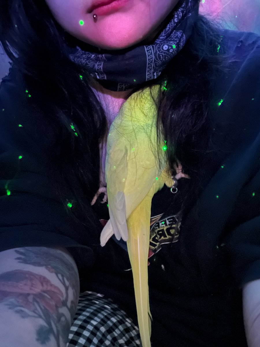 최근 뚫은 입술 피어싱
목덜미에 재워줘야하는 앵무새 떡순이
보고 가세요~