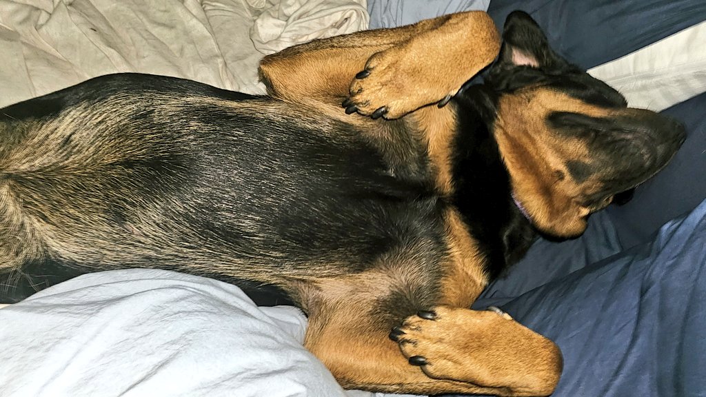 The first step to us dogs taking over the world is taking over the beds.