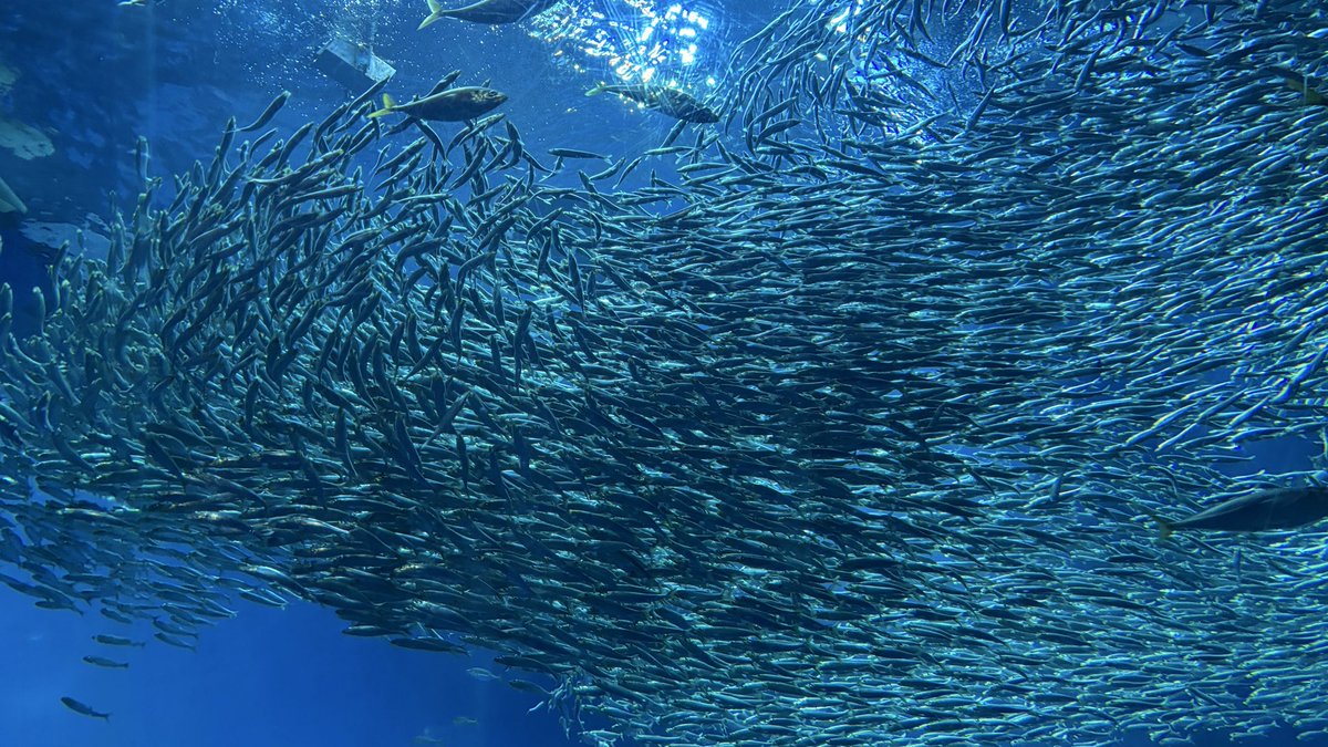 群れ
#大洗水族館