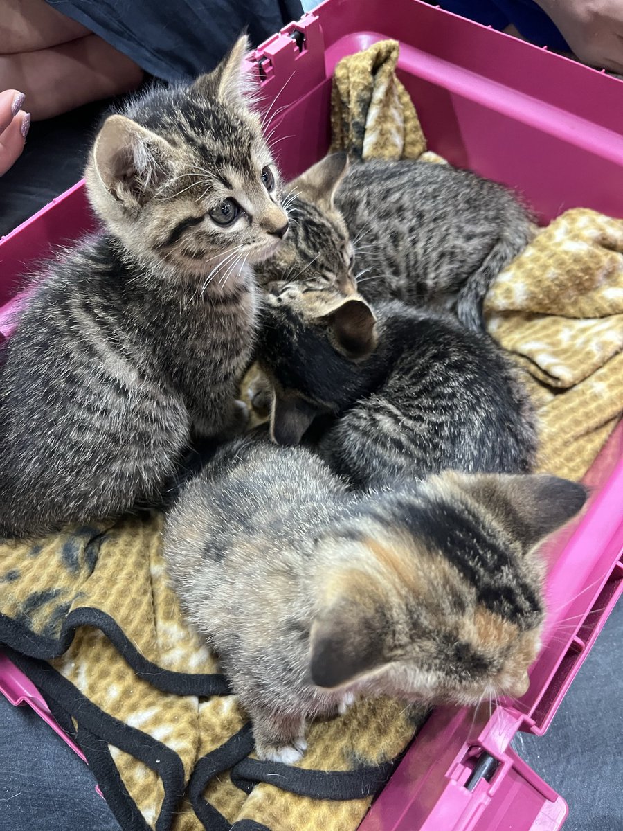 트친 안녕하세요? 
순둥 통통 아기고양이 좋아하시나요?
시골 할아버지들이 죽이겠다고 공기총 만들고 있는 거 지인이 보고 식겁해서 구조했어요
어미는 농약 사고로 먼저 갔는데... 애들을 어찌나 잘 돌봤는지 병원가니 믿을 수 없을 정도로 귀도 넘 깨끗하고 건강하요
고등어3, 삼색1 입니다