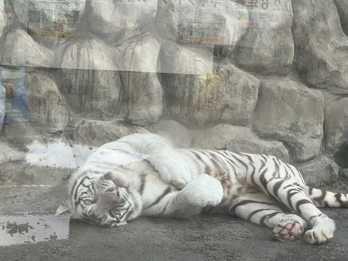 sachi_oga's tweet image. 先日、東武動物公園×アイドルマスター ミリオンライブ！『ANIM@L PARADISE！ in Tobu Zoo』に行ってきました🧡🐆
動物達もアイドル達もみーんな可愛くて最高に癒されました🥰
コラボは10月13日までなので、ライブ後に良かったら遊びに行ってね🐈