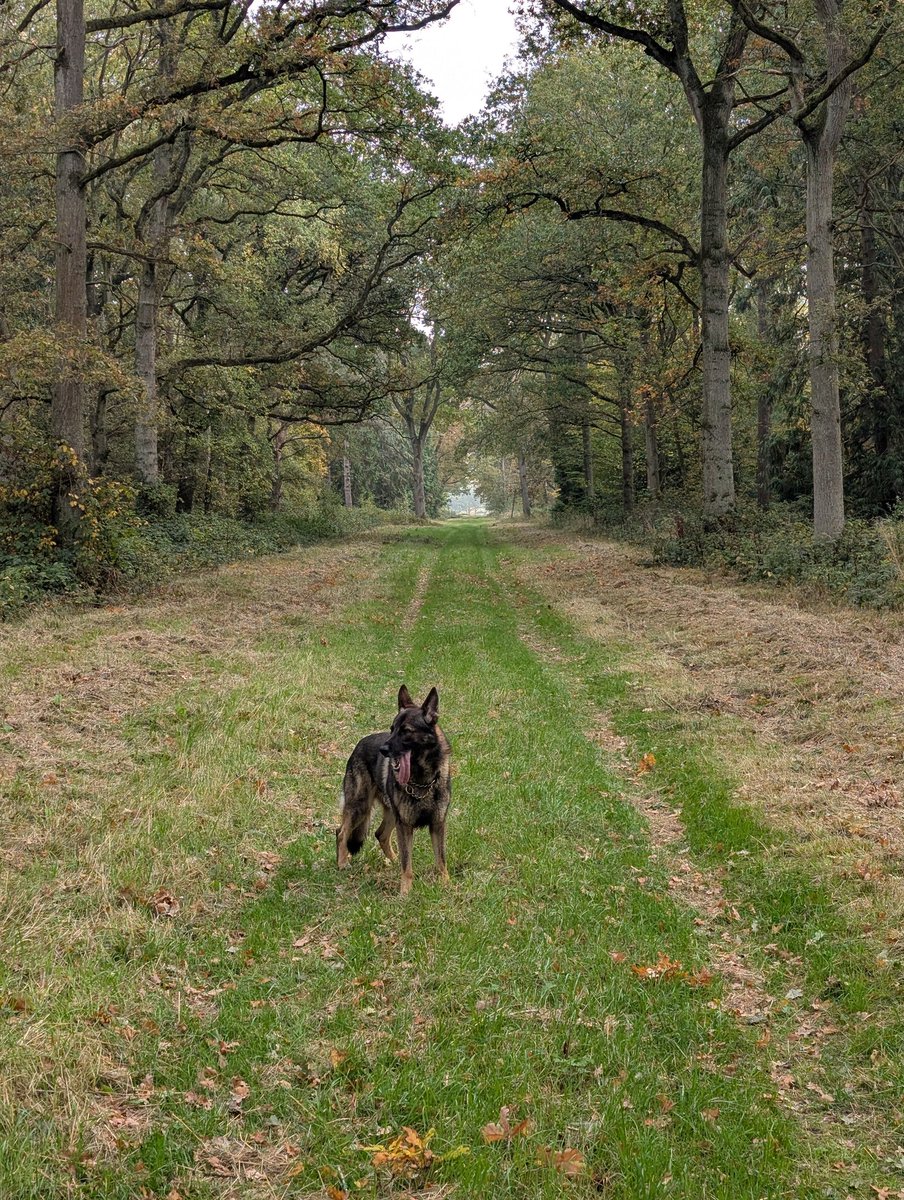 Nice walk in the woods with dad and Pyper this morning!