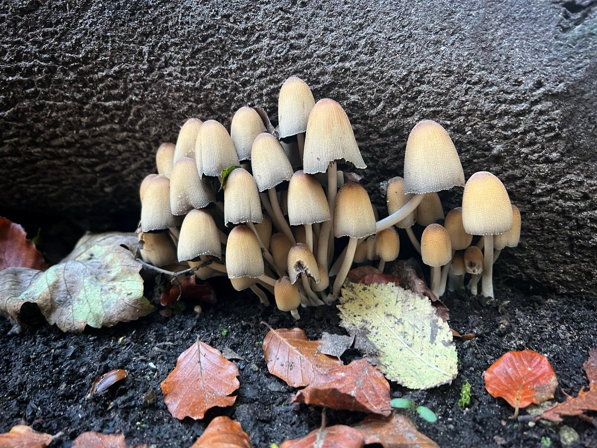 Prof Ryan tweet media