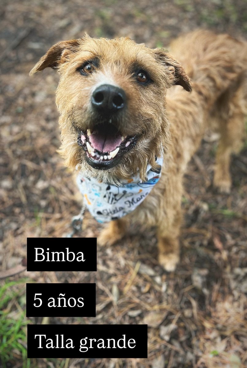 Bimba en adopción.🌼
#AdoptaUnPerrito
#BuscandoHogar
#PerritoEnAdopción
#AdopcionesResponsables
#AdopcionesCDMX