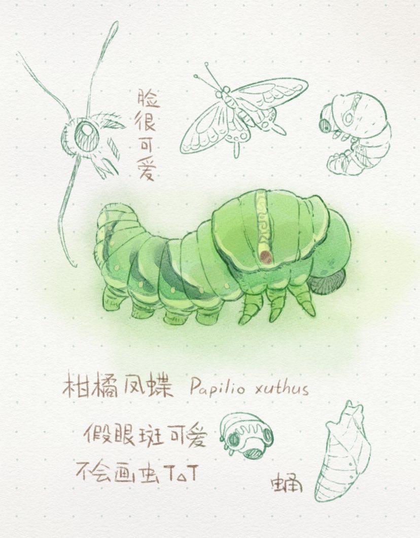アゲハチョウ
Chinese Yellow Swallowtail