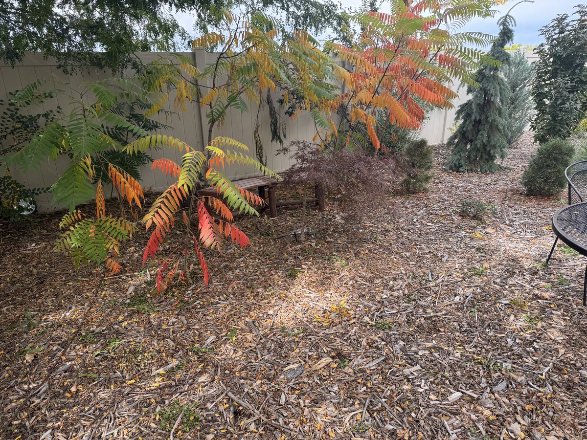 ColoradoTreeGuy's tweet photo. The sumacs  are fun this time of year! https://t.co/tlauouNTTf