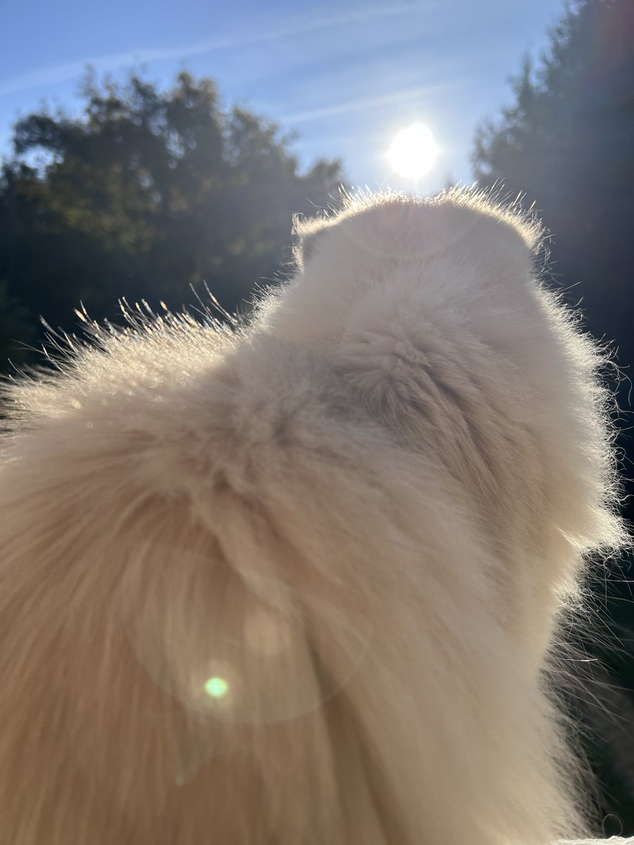 En ce #FelinFriday je crois que j’ai eu comme une illumination ! Cela t’est déjà arrivé <a href="/JamaisMaurice/">Jamais sans Maurice</a> ?