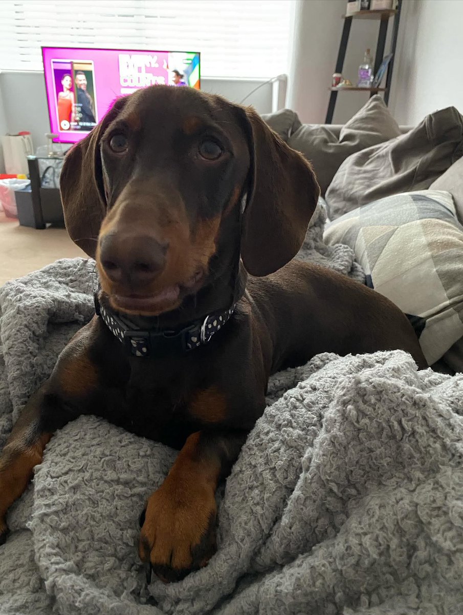 Missing Pets GB tweet media